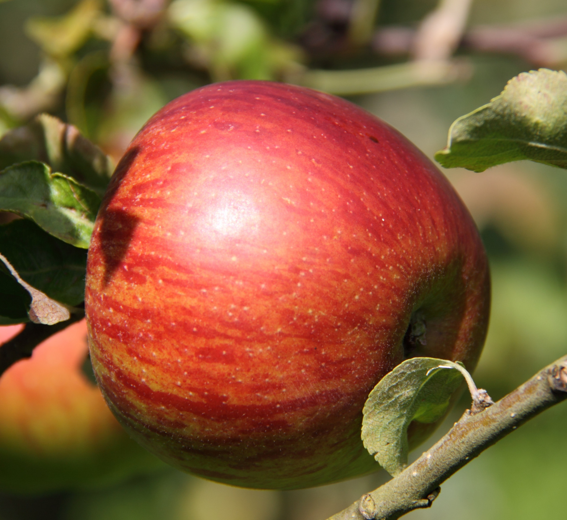 Pomme Reinette d'Armorique | Biologique