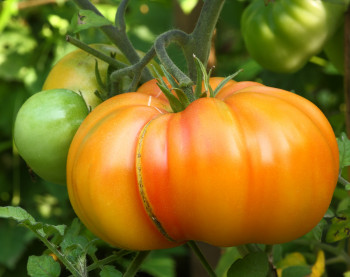 Tomate Ancienne Côtelée | Type Ananas | Pleine Terre